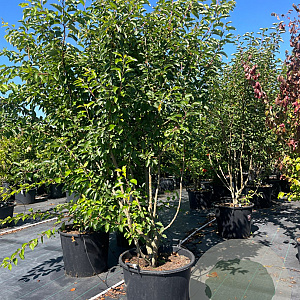 Malus 'Evereste' 225-250 cm cont. 110L meerstammig