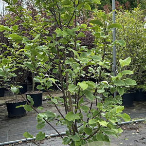 Magnolia 'Galaxy' 150-175 cm 20L