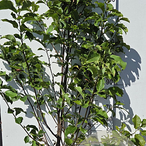 Magnolia 'Galaxy' 150-175 cm 20L