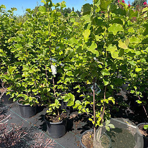 Magnolia loebneri 'Merrill' 125-150 cm 15L