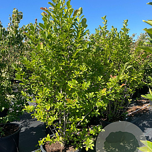 Magnolia loebneri 'Merrill' 175-200 cm cont. 80L meerstammig