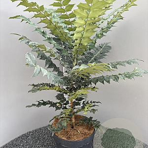 Mahonia media 'Winter Sun' 50-60 cm 10L