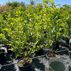 Magnolia soulangeana 120-140 cm 20L