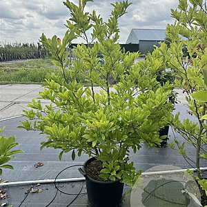Magnolia stellata 120-140 cm 30L