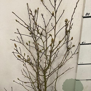 Magnolia stellata 80-100 cm 10L