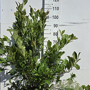 Magnolia stellata 80-100 cm 10L