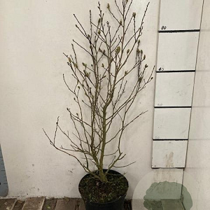 Magnolia stellata 80-100 cm 10L