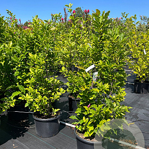 Magnolia 'Susan' 100-125 cm 20L