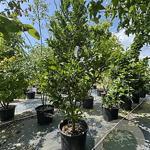 Magnolia 'Susan' 200-250 cm cont. 130L