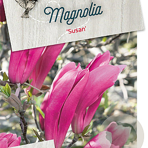 Magnolia 'Susan' 80-100 cm 10L