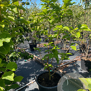 Magnolia 'Yellow River' 125-150 cm 50L meerstammig