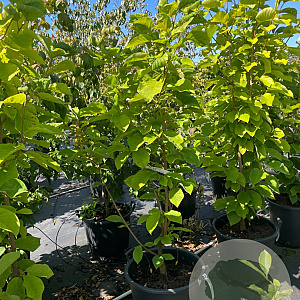 Magnolia 'Yellow River' 150-175 cm 50L meerstammig