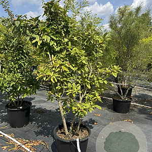 Mespilus germanica 150-175 cm 50L meerstammig