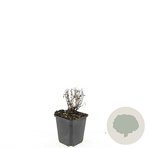 Nepeta 'Walker's Low' GM P9