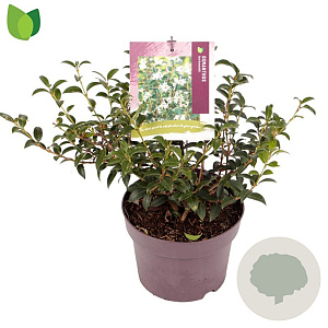 Osmanthus burkwoodii 20-30 cm 3,0L