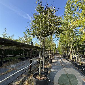 Parrotia persica 16-18 HO cont. 100L 180 cm stam leiboom