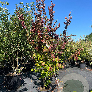 Parrotia persica 'Vanessa' 200-250 cm cont. 130L
