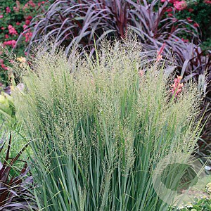 Panicum virgatum 'Northwind' GM P9