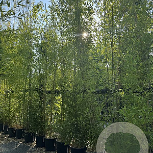 Phyllostachys aurea 400-450 cm 30L