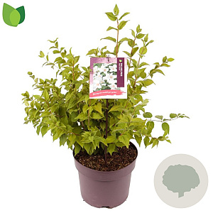 Philadelphus 'Belle Etoile' 40-50 cm 7,5L