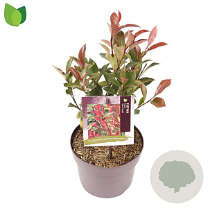 Photinia fraseri 'Carré Rouge' 25-30 cm 3,0L