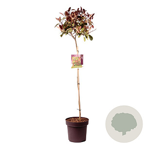 Photinia fraseri 'Red Robin' 100 cm stam 13L