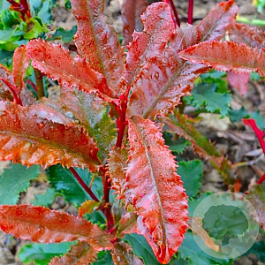 Photinia serratifolia Crunchy 60-70 cm 10L