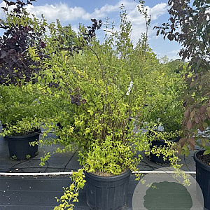 Philadelphus 'Virginal' 150-175 cm cont. 70L