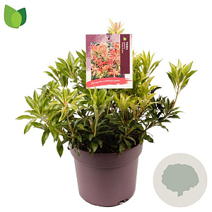 Pieris 'Forest Flame' 20-30 cm 5,0L