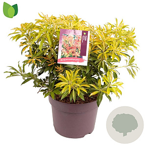 Pieris 'Forest Flame' 30-40 cm 7,5L