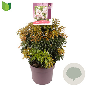 Pieris japonica 'Bonfire' 30-40 cm 7,5L