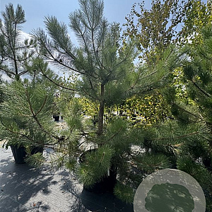 Pinus nigra 225-250 cm cont. 160L