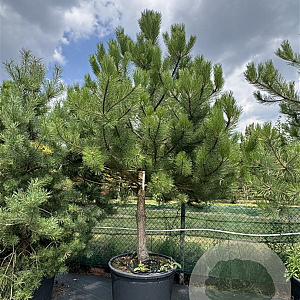 Pinus nigra 250-300 cm cont. 230L