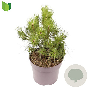 Pinus nigra 30-35 cm 7,5L
