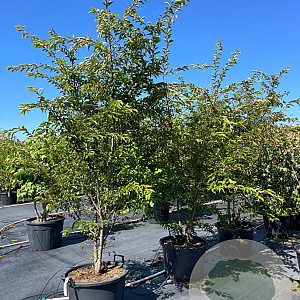 Prunus 'The Bride' 200-250 cm cont. 80L meerstammig