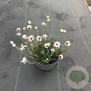 Rhodanthemum 'Casablanca' GM 2,0L