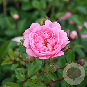 Rosa (P) 'The Fairy' 90 cm stam volle grond