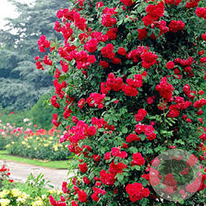 Rosa (K) 'Paul's Scarlet Climber' 80-100 cm 7,5L