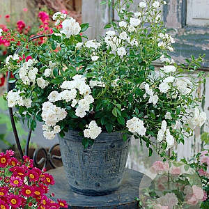 Rosa (M) 'White Fairy' 15-20 cm P13