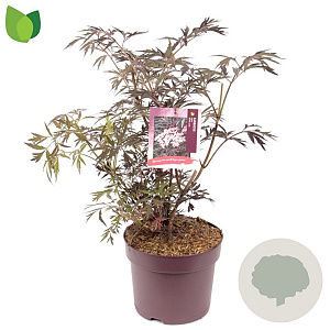 Sambucus nigra Black Lace 50-60 cm 7,5L