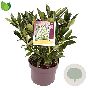 Skimmia confusa 'Kew Green' 30-35 cm 3,0L
