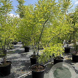 Sophora japonica 200-225 cm 50L meerstammig
