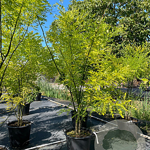 Sophora japonica 225-250 cm cont. 150L meerstammig