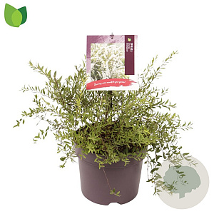 Spiraea cinerea 'Grefsheim' 30-40 cm 7,5L