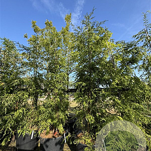 Tsuga canadensis 250-300 cm cont. 130L
