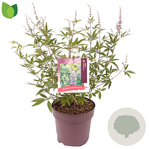 Vitex agnus-castus 50-60 cm 10L