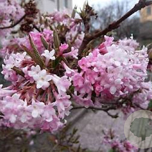 Viburnum farreri 120-140 cm cont. 110L