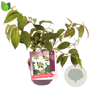 Viburnum plic. 'Mariesii' 25-30 cm 3,0L