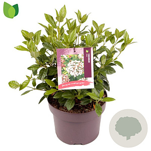 Viburnum tinus 25-30 cm 5,0L