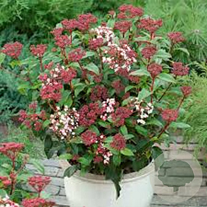 Viburnum tinus 90 cm stam 10L